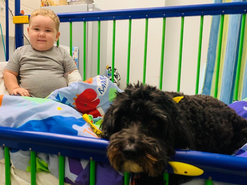 Two year old Morgan meeting Nico the dog at the Noah's Ark Children's Hospital for Wales